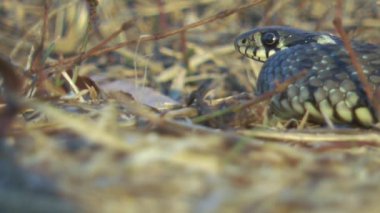 Yavru yılan (natrix tessellata) dil kenarı görünümünü yavaş çekimde gösterir