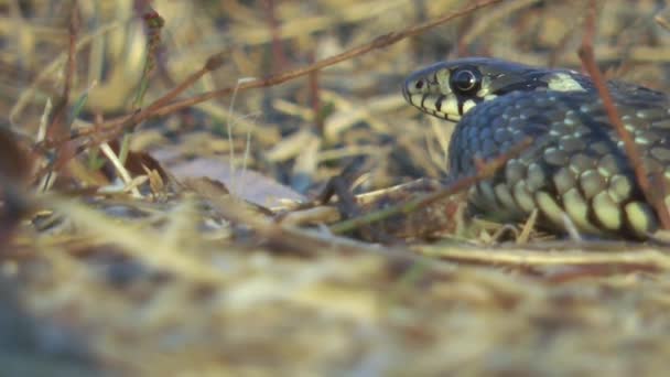 Детеныш Змеи Natrix Tessellata Показывающий Вид Стороны Языка — стоковое видео