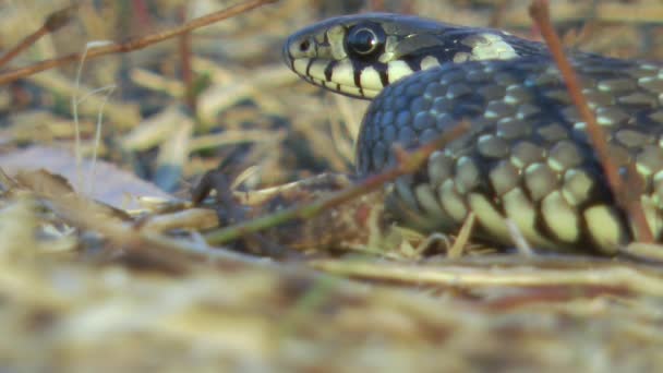 Baby Snake Natrix Tessellata Shows Its Tongue Side View Macro — Stock Video