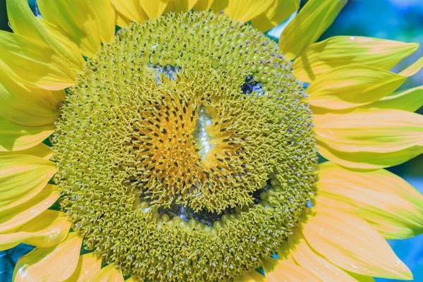 Zonnebloem Met Kenmerken Van Een Glimlachend Menselijk Gezicht Macro — Stockfoto