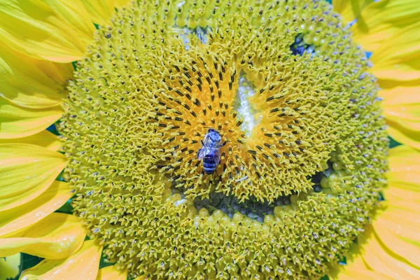 Napraforgó Egy Mosolygó Emberi Arc Vonásaival Rajta Egy Méhecskével Makróval — Stock Fotó