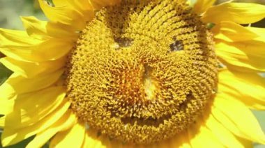 Rüzgarda sallanan ayçiçeği, gülümseyen bir insanın yüz hatlarıyla yakından.