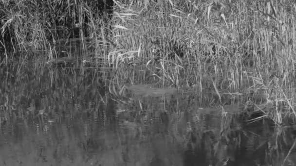 Onde Lago Estivo Sullo Sfondo Canne Lago Bianco Nero — Video Stock