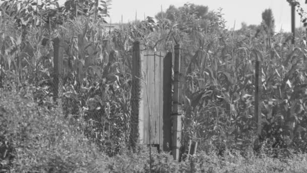 Старі Дерев Яні Двері Фоні Молодої Кукурудзи Чорно Білому — стокове відео