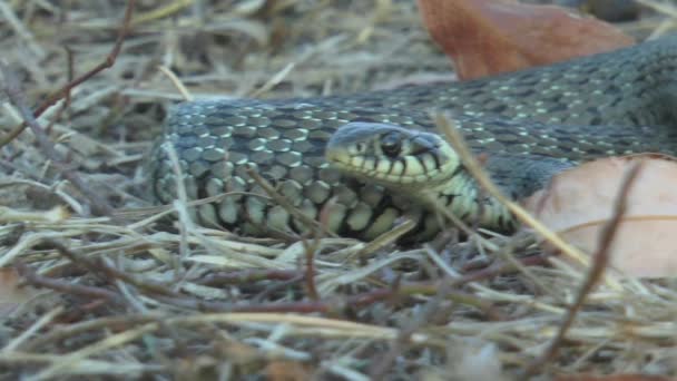 Cobra Bebé Natrix Tessellata Encontra Grama Outono — Vídeo de Stock