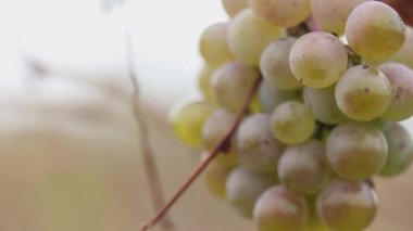 Sonbahar manzaralı yeşil olgunlaşmış üzüm makrosu asıyor.