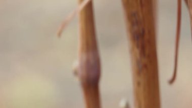 Artan hasat, olgunlaşmış yeşil üzümler sarmaşık makrosunda.