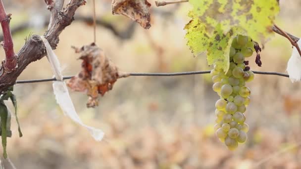 在秋田的特写中 手指采摘一串未收割的绿色成熟葡萄 — 图库视频影像