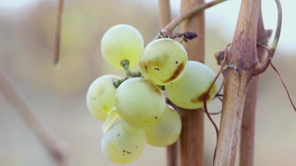 指は秋の畑で収穫されない緑の熟したブドウを摘み — ストック動画