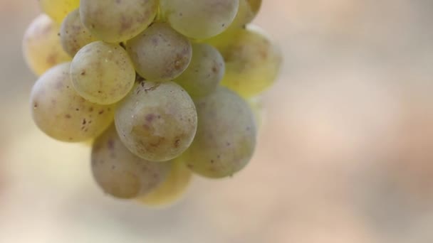 在模糊的背景上挂着绿色成熟的葡萄 — 图库视频影像