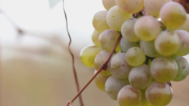 Colgando Verde Uvas Maduras Macro Otoño Campo Vista Lateral — Vídeo de stock