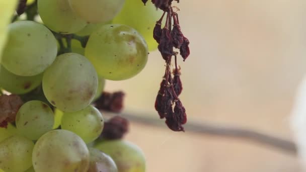 在模糊的背景色下挂着绿色成熟的葡萄 — 图库视频影像
