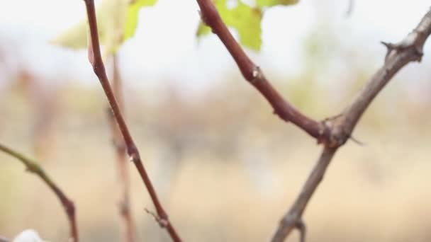 Overgebleven Oogst Trossen Rijpe Zoete Witte Druiven Een Wijnstok Een — Stockvideo