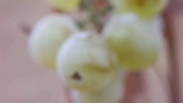 剩余的收获 成熟的葡萄生长在大田里的葡萄藤上 — 图库视频影像