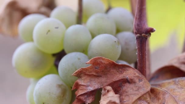 Pozostałości Zbiorach Dojrzałe Białe Winogrona Winorośli Makrze Polnym — Wideo stockowe