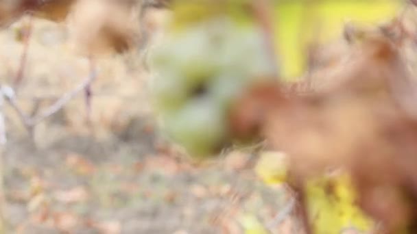 Overgebleven Onoogsten Rijpe Zoete Witte Druiven Een Wijnstok Een Veld — Stockvideo