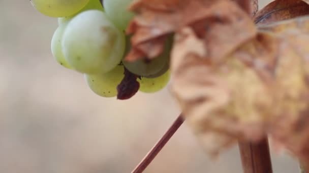 Остатки Неурожая Спелый Сладкий Белый Виноград Виноградной Лозе Поле Макро — стоковое видео