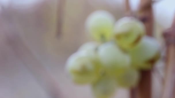 Sobras Não Colhidas Uvas Verdes Doces Maduras Num Close Videira — Vídeo de Stock