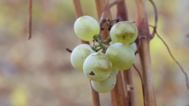 Reste Nicht Geernteter Reifer Grüner Trauben Einem Weinstock Auf Einem — Stockvideo