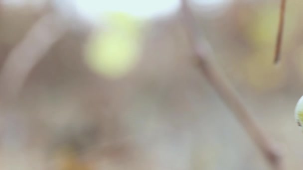Остатки Несобранного Спелого Сладкого Зеленого Винограда Виноградной Лозе Вблизи Бокового — стоковое видео