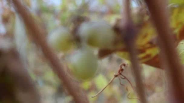 Pozostałości Niezbieranych Dojrzałych Zielonych Winogron Winorośli Polu Niewyraźnym Tle — Wideo stockowe