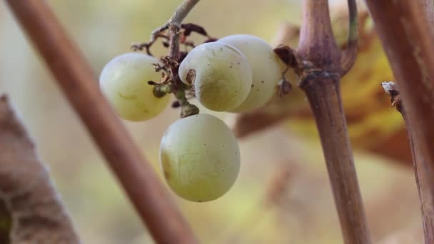 Pozostałości Niezbieranych Dojrzałych Zielonych Winogron Winorośli Polu — Wideo stockowe