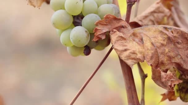 Pozostałości Niezbieranych Dojrzałych Białych Winogron Winorośli Widoku Dna Pola — Wideo stockowe