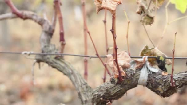 秋田里未收割的一串成熟的绿色甜葡萄 — 图库视频影像