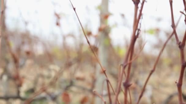 Ungeerntete Trauben Grüner Überreifer Trauben Auf Einem Herbstlichen Feld Großaufnahme — Stockvideo
