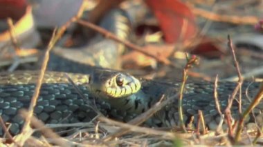 Yavru yılan (natrix tessellata) sürünür ve sarı sonbahar otlarında dilini gösterir..