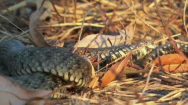 Yavru yılan (natrix tessellata) sarı sonbahar çimlerinde yavaş çekimde yatar..
