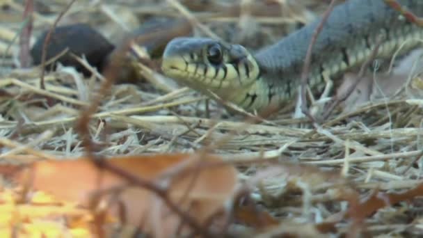 Bebé Serpiente Natrix Tessellata Arrastrándose Hacia Atrás Amarillo Otoño Hierba — Vídeos de Stock