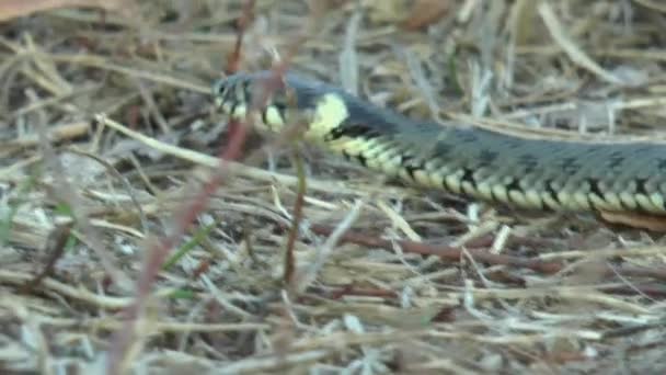 Bebé Serpiente Natrix Tessellata Arrastrándose Amarillo Otoño Hierba — Vídeos de Stock