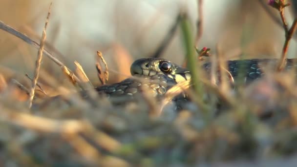 Дитяча Змія Натрікс Теселата Лежить Показує Язик Осінньо Жовтій Траві — стокове відео