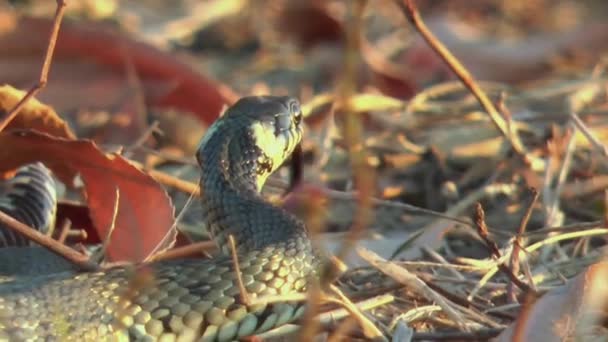 Cobra Bebé Natrix Tessellata Rastejando Grama Amarela Outono Câmera Lenta — Vídeo de Stock