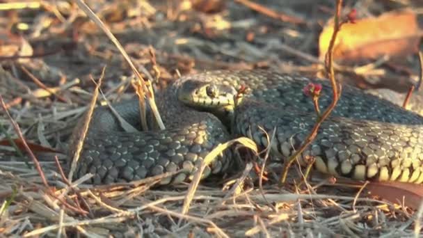 Mały Wąż Natrix Tessellata Leży Przerażony Jesienno Żółtej Trawie — Wideo stockowe