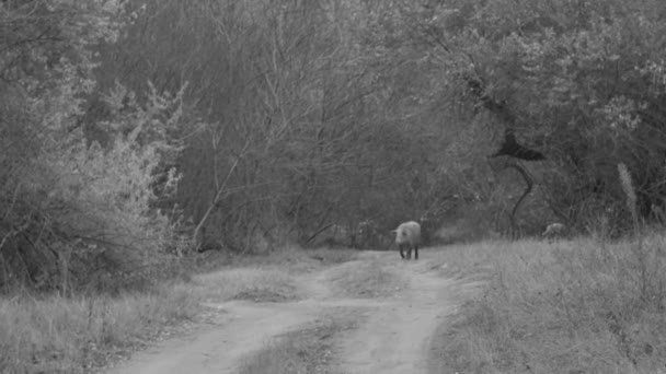 Cerdo Doméstico Camina Por Sendero Del Bosque Blanco Negro — Vídeos de Stock