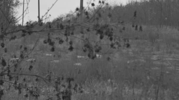 Turmă Porci Domestici Plimbă Prin Pădurea Toamnă Alb Negru — Videoclip de stoc