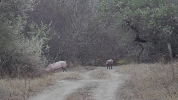 Δύο Οικόσιτα Γουρούνια Περπατούν Δασικό Μονοπάτι — Αρχείο Βίντεο