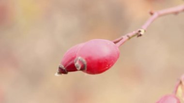 Bulanık arkaplanda gül kalçaları yakın plan