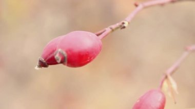 Bulanık arkaplanda gül kalça makrosu