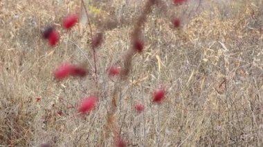 Sonbahar otlarının arka planında gül kalçalı dallar