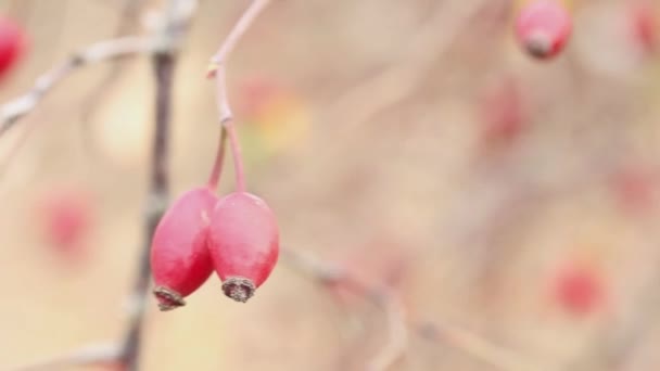 Früchte Roter Hagebutten Auf Verschwommenem Hintergrund — Stockvideo
