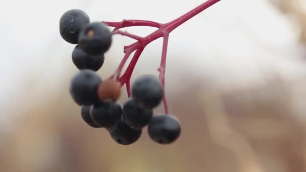 Schwarze Beeren Auf Einem Ast Makro Auf Verschwommenem Hintergrund — Stockvideo