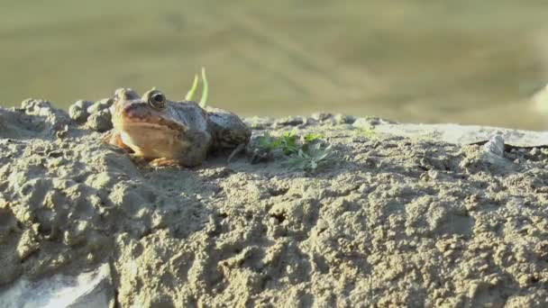 강둑에 개구리 — 비디오