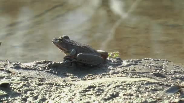 Маленькая Зеленоватая Лягушка Берегу Реки — стоковое видео