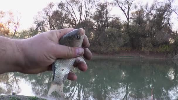 Pesce Carpa Crociata Nella Palma Sullo Sfondo Della Natura Primo — Video Stock