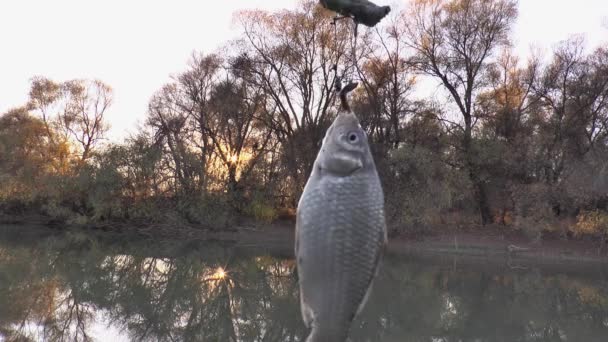 遅い動きで川の近くの背景にワームと釣り針の上の魚の十字鯉 — ストック動画