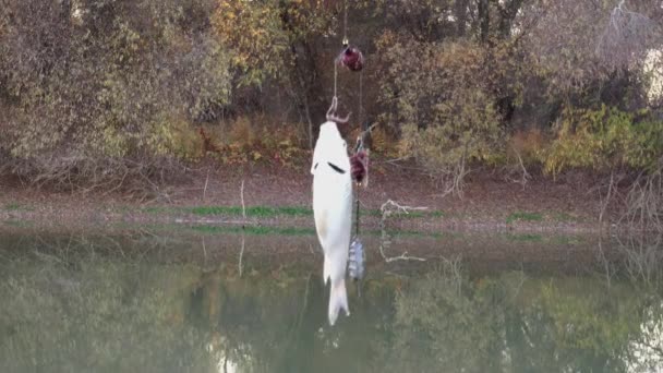 Fisk Crucian Karp Fiskekrok Med Mask Bakgrunden Träd — Stockvideo