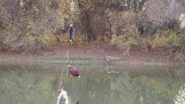 在岸上用蚯蚓把鱼的鲤鱼挂在鱼钩上 — 图库视频影像